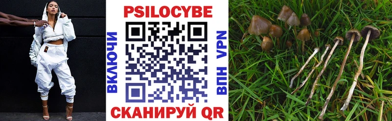 hydra ТОР  наркота  Курлово  Галлюциногенные грибы Psilocybine cubensis 